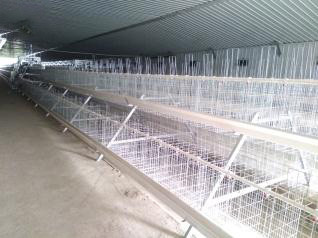 Luoto finished breeder chicken cage project in Wes Luoto finished breeder chicken cage project in Wes