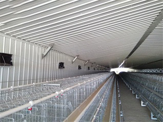 Luoto finished breeder chicken cage project in Wes Luoto finished breeder chicken cage project in Wes