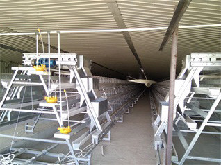 Luoto finished breeder chicken cage project in Wes Luoto finished breeder chicken cage project in Wes