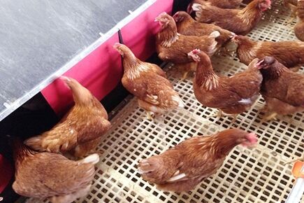 Best finished breeder project of breeder floor ra Best finished breeder project of breeder floor ra