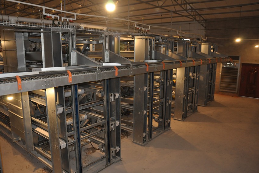 Luoto finished layer project of 34,000 birds with 
