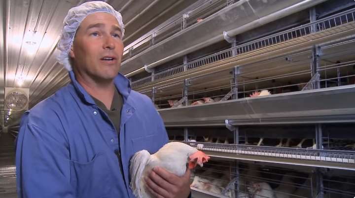 Type of local poultry cage using poultry farm Type of local poultry cage using poultry farm