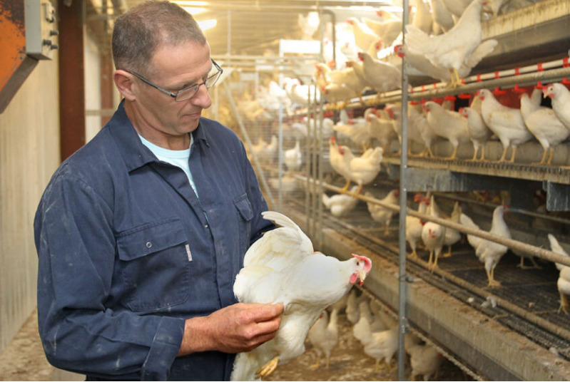 The advantage of fowl cage used in poultry farm The advantage of fowl cage used in poultry farm