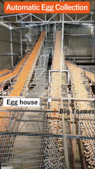 Automatic H Type Layer Battery Cage System