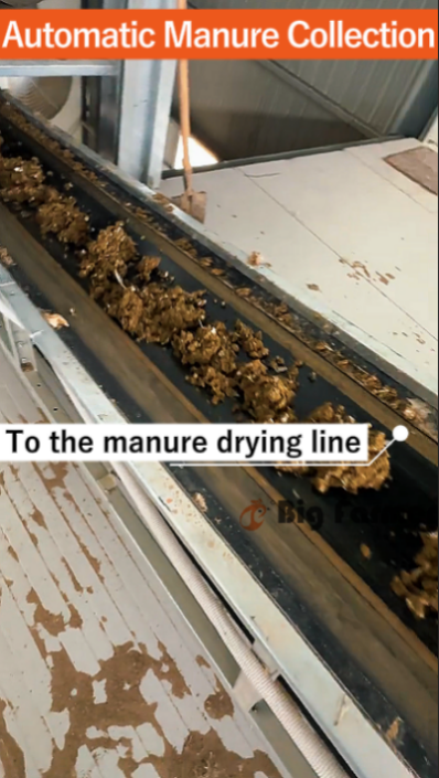 Automatic H Type Layer Battery Cage System