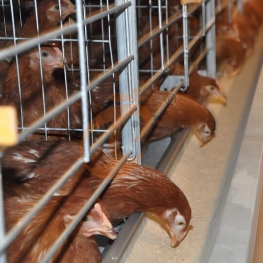 Automatic H Type Layer Battery Cage System