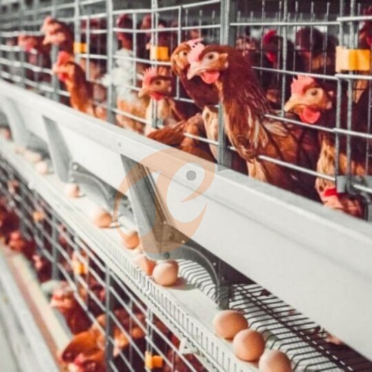 Automatic H Type Layer Battery Cage System