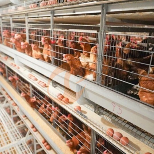 Automatic H Type Layer Battery Cage System