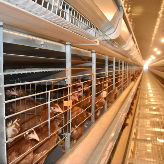 Automatic H Type Layer Battery Cage System