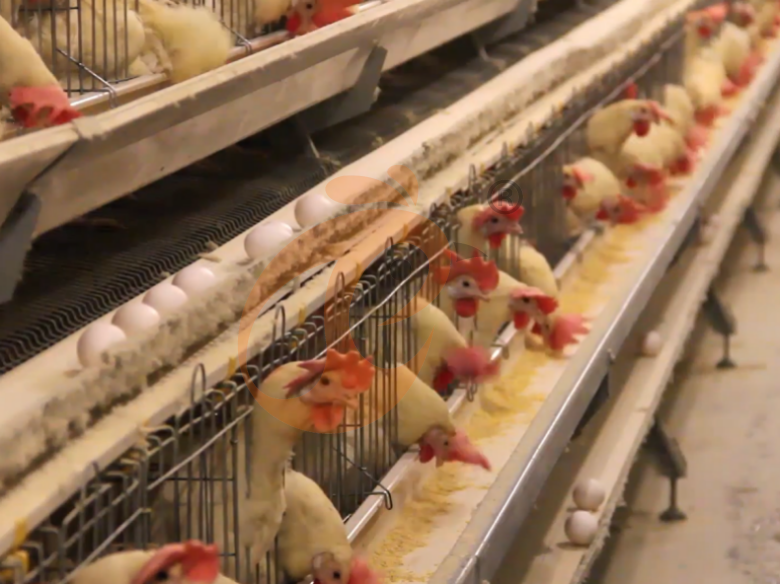 Automatic A Type Layer Battery Cage System