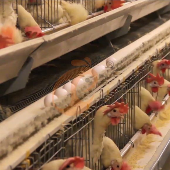 layer battery cage system (3) Automatic A Type Layer Battery Cage System