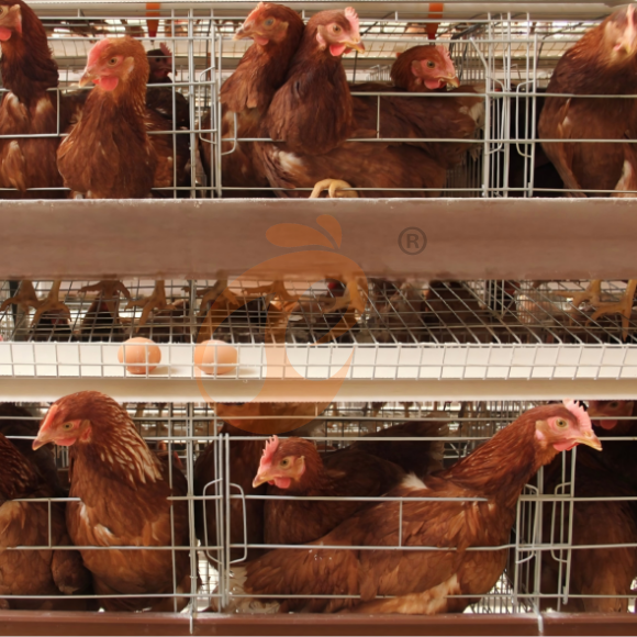 layer battery cage system (12) Automatic A Type Layer Battery Cage System