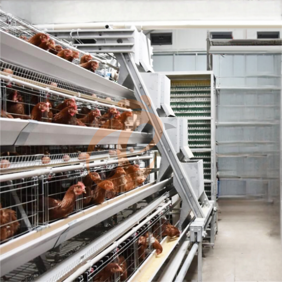 Poultry Cage Types: Manual Vs Automatic Poultry Cage