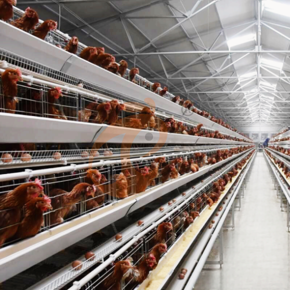 layer battery cage system (16) Automatic A Type Layer Battery Cage System