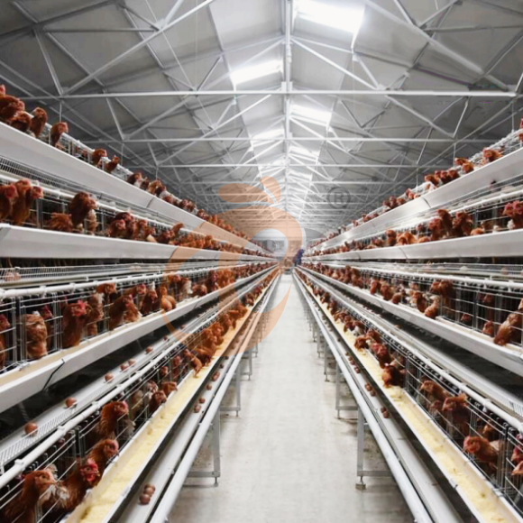 layer battery cage system (17) Automatic A Type Layer Battery Cage System