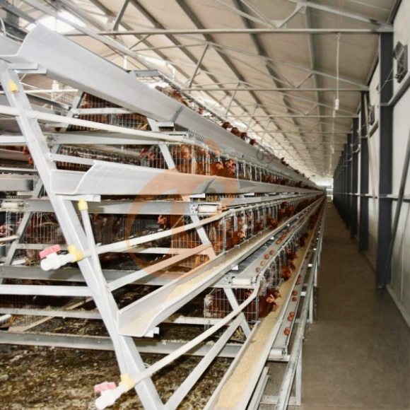 layer battery cage system (19) Automatic A Type Layer Battery Cage System