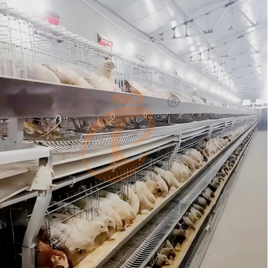 Semi Automatic H Frame Layer Battery Cage System