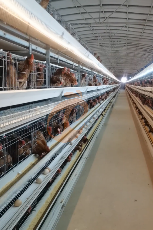 Semi Automatic H Frame Layer Battery Cage System