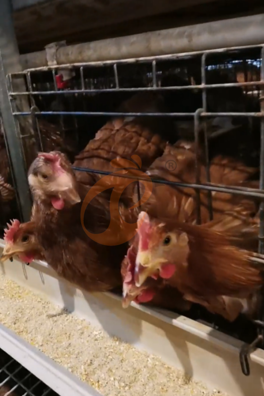 Semi Automatic H Frame Layer Battery Cage System