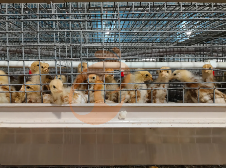 Semi Automatic A Frame Brooder Battery Cage System