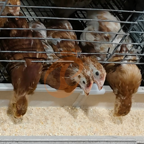 layer battery cage system (20) Semi Automatic A Frame Brooder Battery Cage System