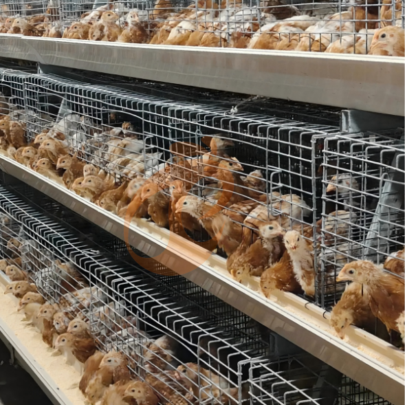 layer battery cage system (23) Semi Automatic A Frame Brooder Battery Cage System