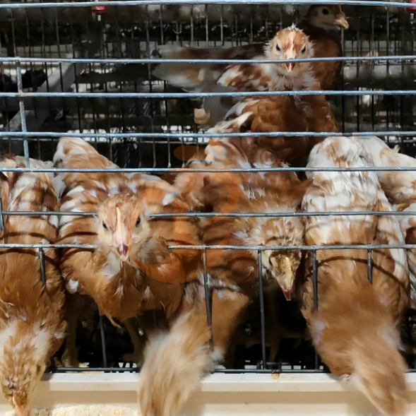 layer battery cage system (25) Semi Automatic A Frame Brooder Battery Cage System