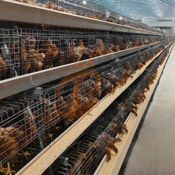 layer battery cage system (28) Semi Automatic A Frame Brooder Battery Cage System