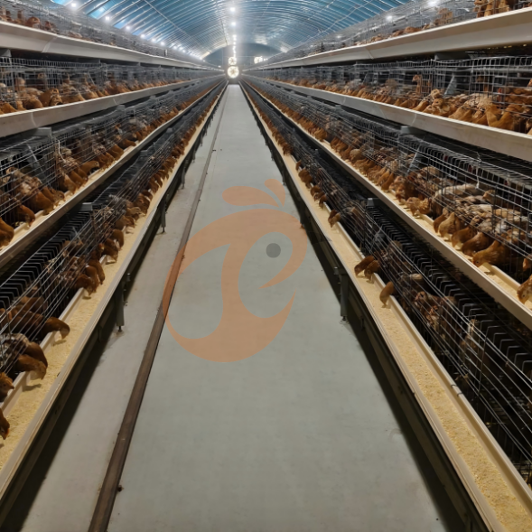 layer battery cage system (29) Semi Automatic A Frame Brooder Battery Cage System