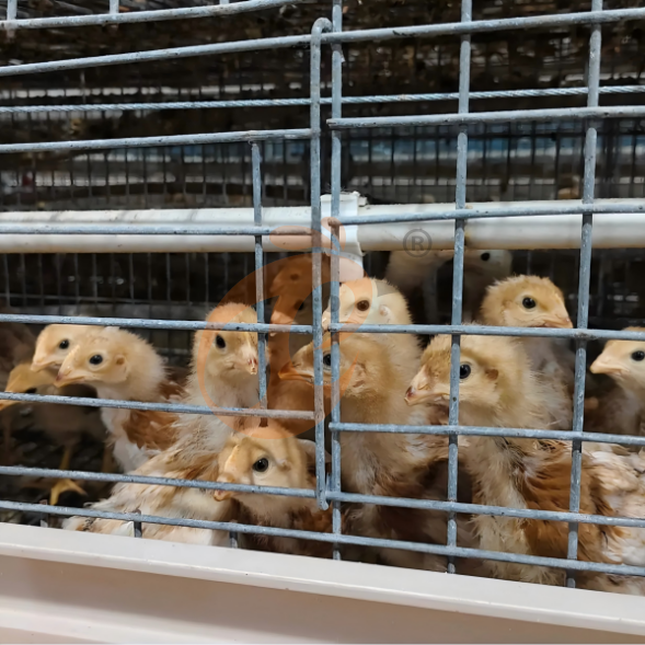 layer battery cage system (35) Semi Automatic A Frame Brooder Battery Cage System