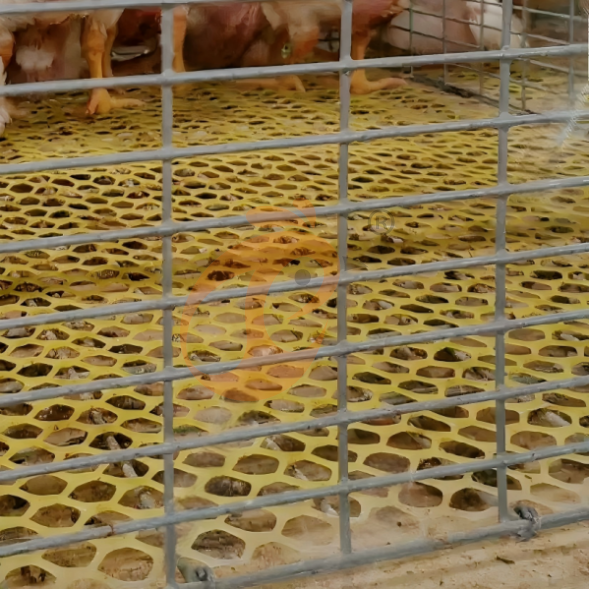 layer battery cage system (36) Semi Automatic A Frame Brooder Battery Cage System