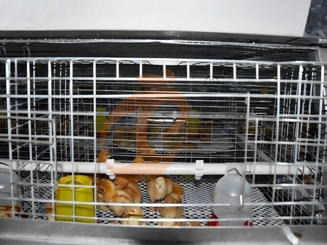 Automatic A Frame Brooder Battery Cage System