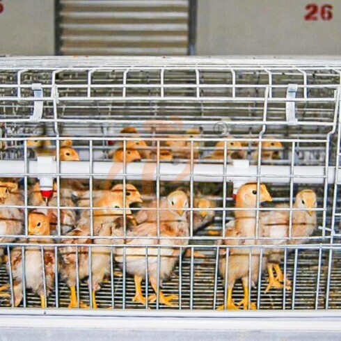 battery cage system (1) Automatic A Frame Brooder Battery Cage System