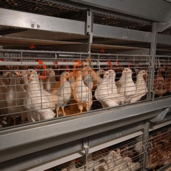 Automatic H Frame Brooder Battery Cage System