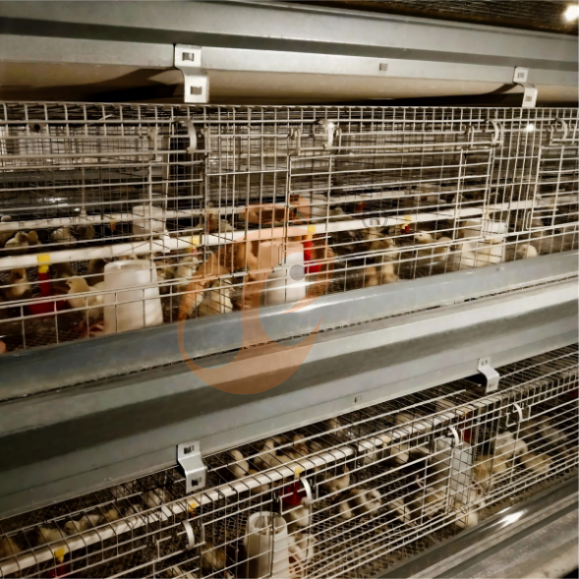 Automatic H Frame Brooder Battery Cage System