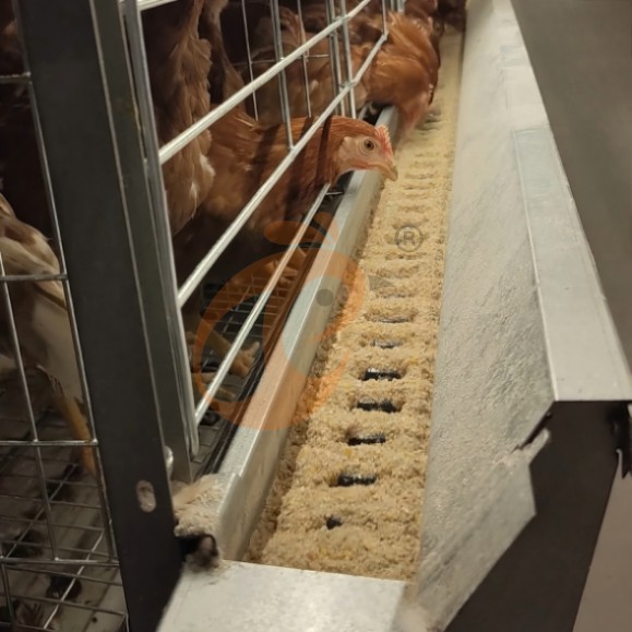 brooder battery cage system (23)