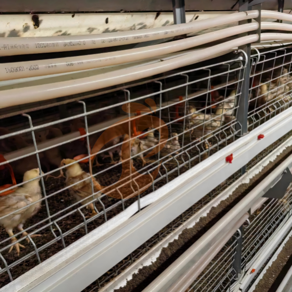 brooder battery cage system (12) Semi Automatic H Frame Brooder Battery Cage System