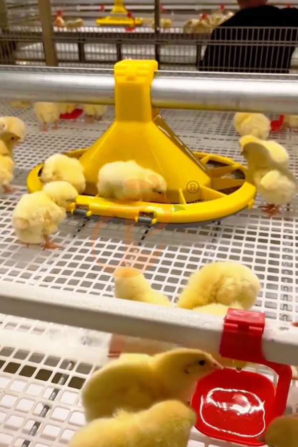 Automatic Broiler Chain Type Harvest, Automatic H Frame Broiler Battery Cage System