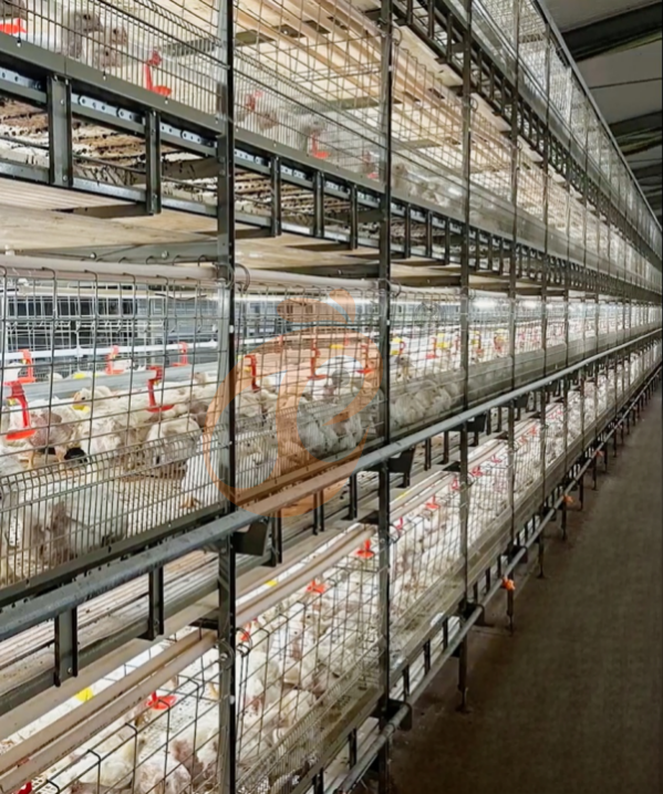 Automatic Broiler Chain Type Harvest, Automatic H Frame Broiler Battery Cage System