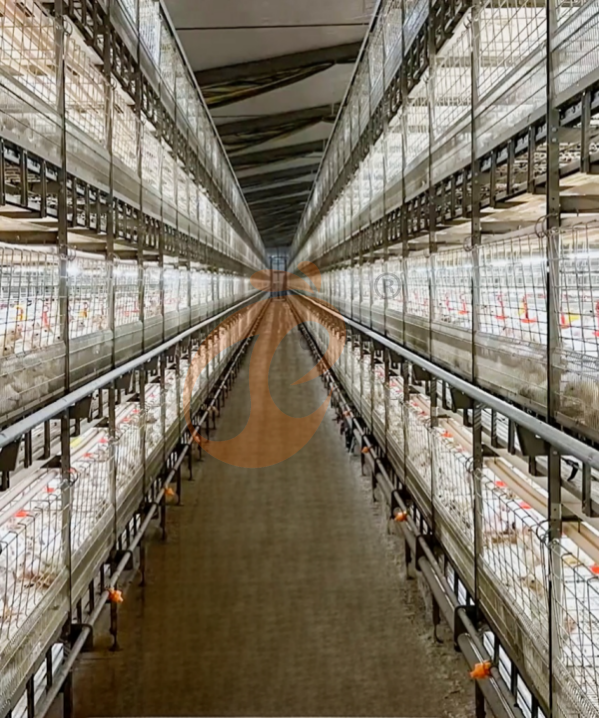 Automatic Broiler Chain Type Harvest, Automatic H Frame Broiler Battery Cage System