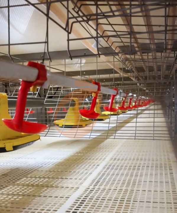 Automatic Broiler Chain Type Harvest, Automatic H Frame Broiler Battery Cage System
