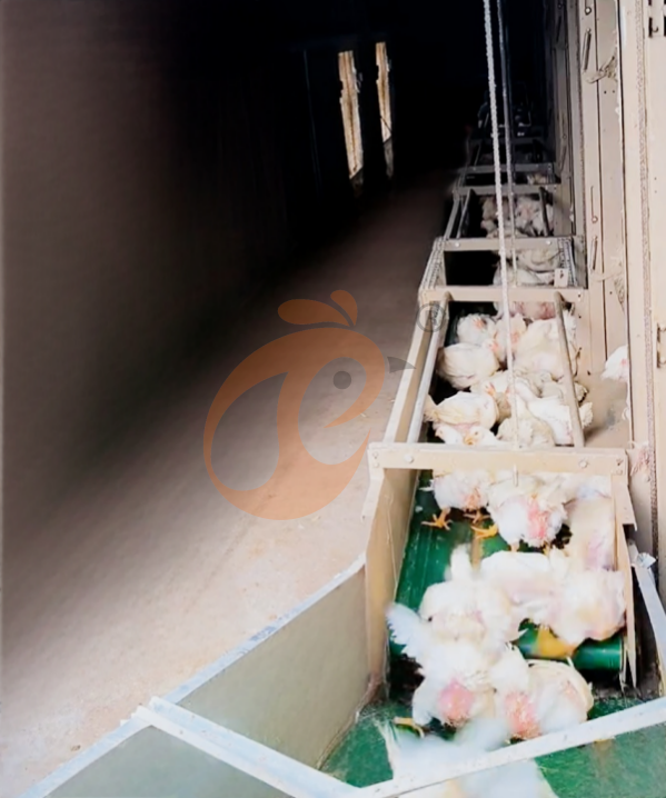 Automatic Broiler Chain Type Harvest, Automatic H Frame Broiler Battery Cage System