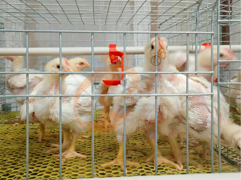 Manual Broiler Harvest, Automatic A Frame Broilers Battery Cage System