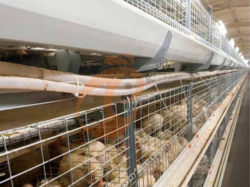 Manual Broiler Harvest, Semi Automatic H Frame Broiler Battery Cage System