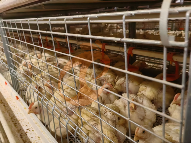 Manual Broiler Harvest, Semi Automatic H Frame Broiler Battery Cage System