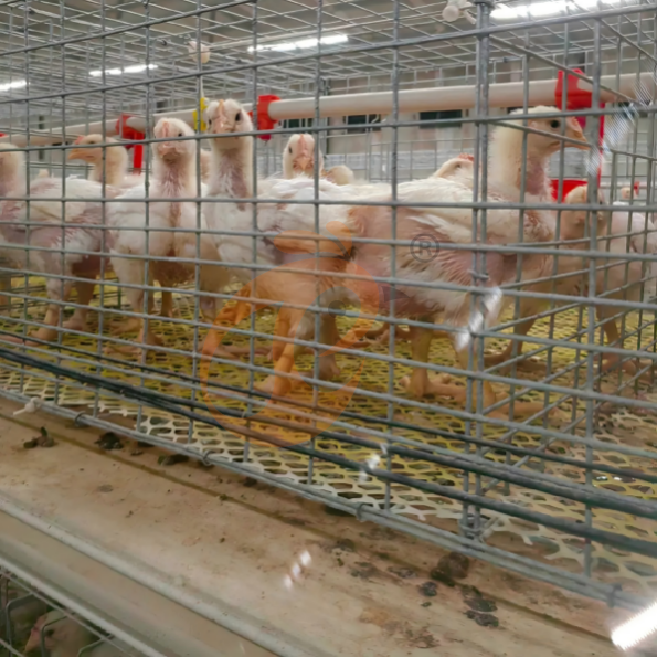 broiler battery cage system (11) Manual Broiler Harvest, Semi Automatic H Frame Broiler Battery Cage System