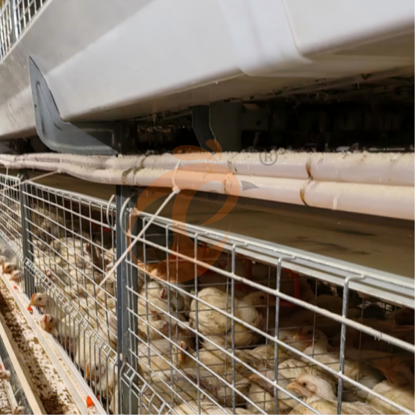 broiler battery cage system (16) Manual Broiler Harvest, Semi Automatic H Frame Broiler Battery Cage System
