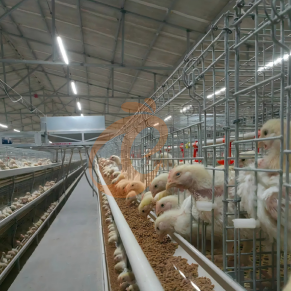 broiler battery cage system (24) Manual Broiler Harvest, Semi Automatic H Frame Broiler Battery Cage System
