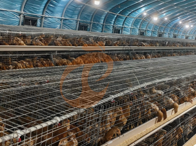 Manual Broiler Harvest, Semi Automatic A Frame Broiler Battery Cage System