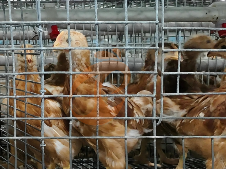 Manual Broiler Harvest, Semi Automatic A Frame Broiler Battery Cage System